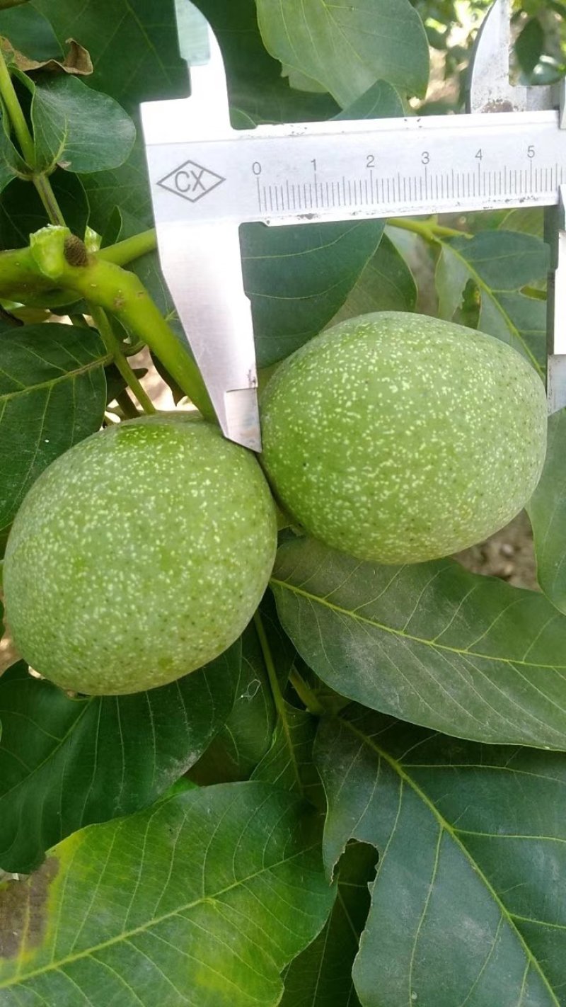 基地直销嫁接核桃苗，香玲，8518薄皮核桃苗提供种植技术