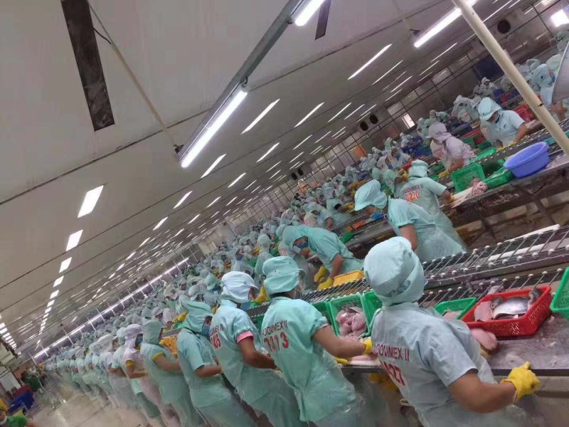 越南正关一手进口巴沙鱼柳开背巴沙鱼鱼