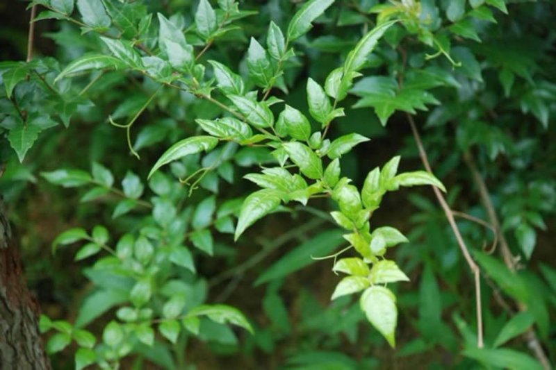 野生藤茶