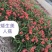 绿化苗木美人蕉红花黄花水生美人蕉紫叶矮生美人蕉