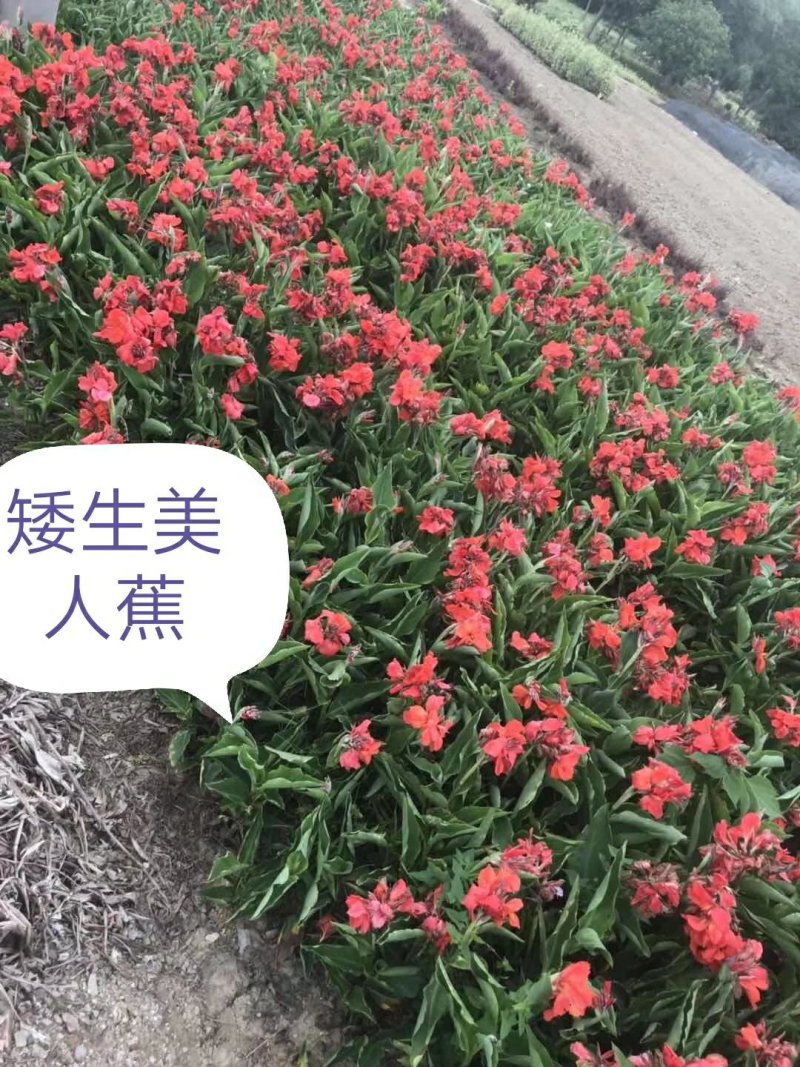 绿化苗木美人蕉红花黄花水生美人蕉紫叶矮生美人蕉