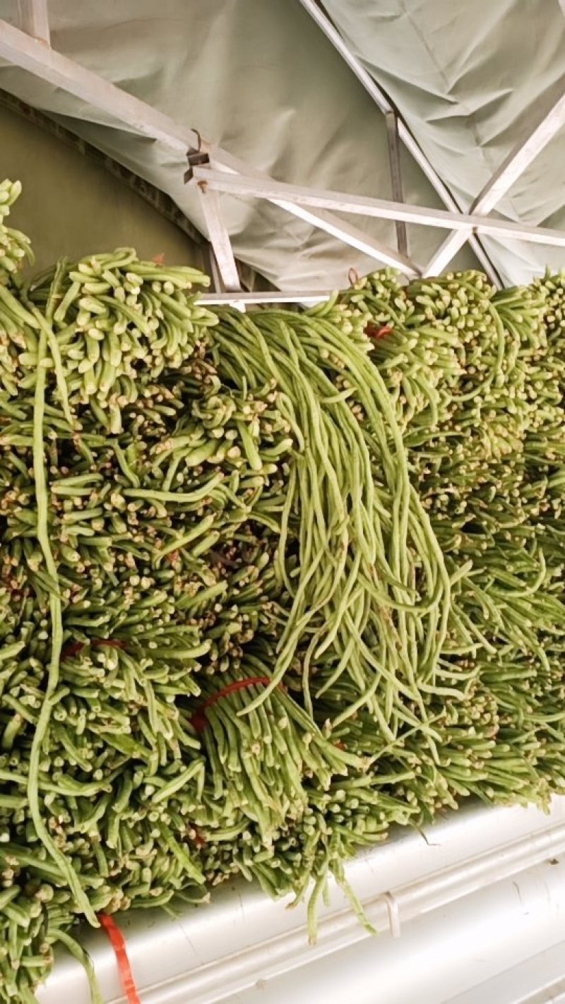 绿龙豆角大量上市，规格60-70，现在正好发市场，