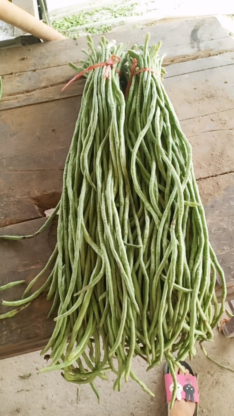 绿龙豆角大量上市，规格60-70，现在正好发市场，