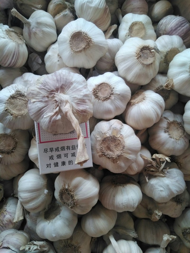 大混级，红皮早熟蒜