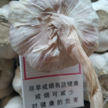大混级，红皮早熟蒜