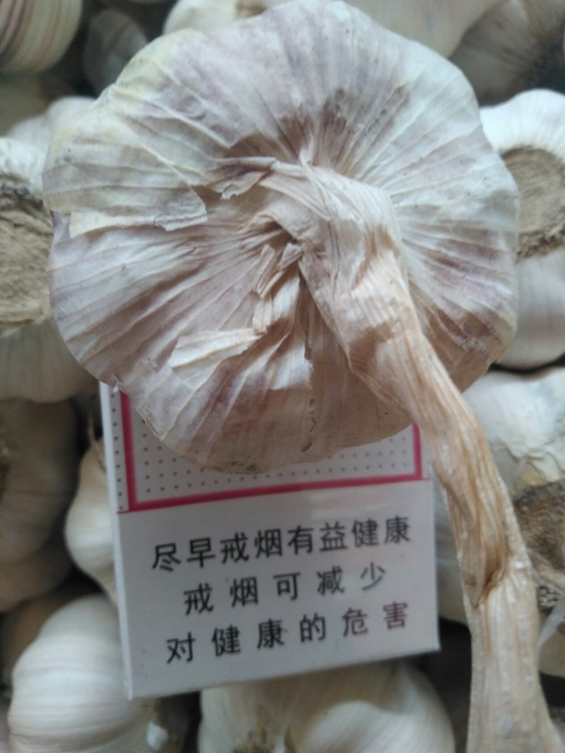 大混级，红皮早熟蒜
