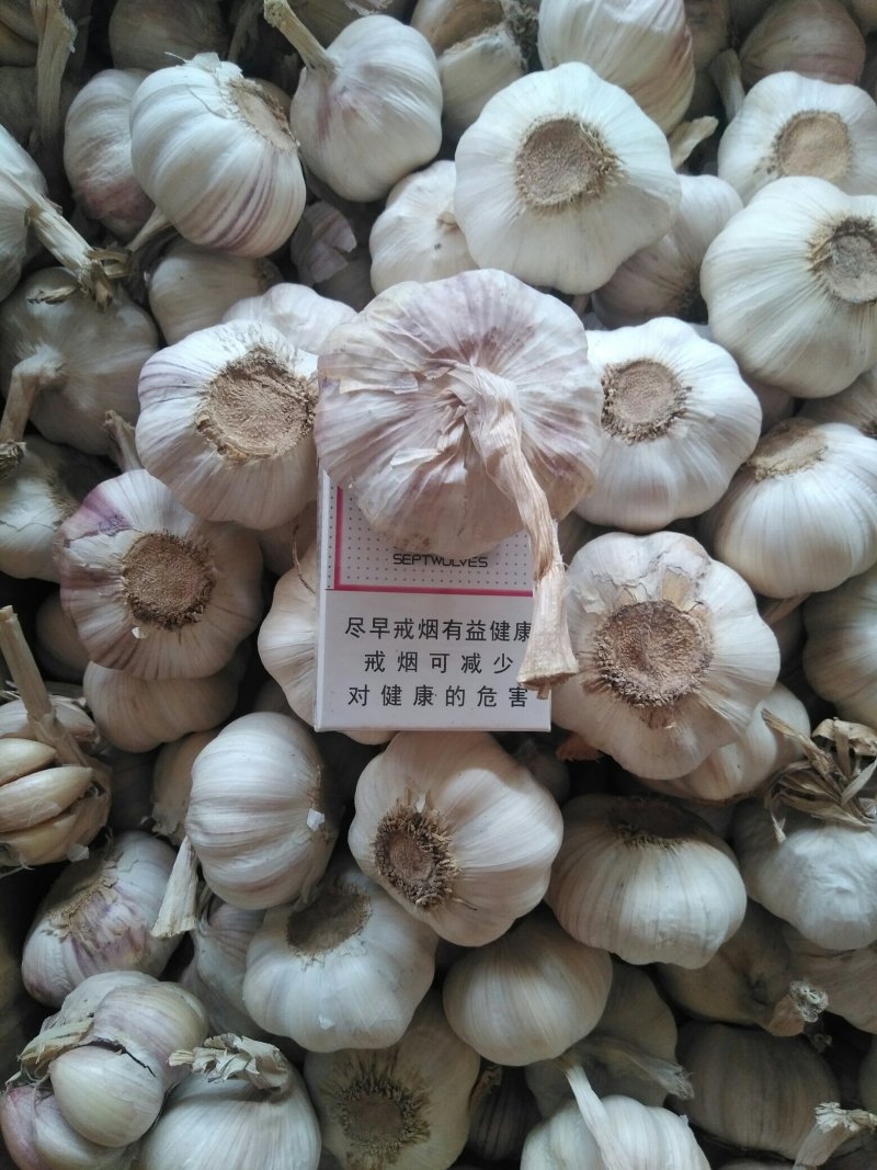 大混级，红皮早熟蒜