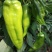 大量批发大棚菜椒