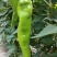 大量批发大棚菜椒