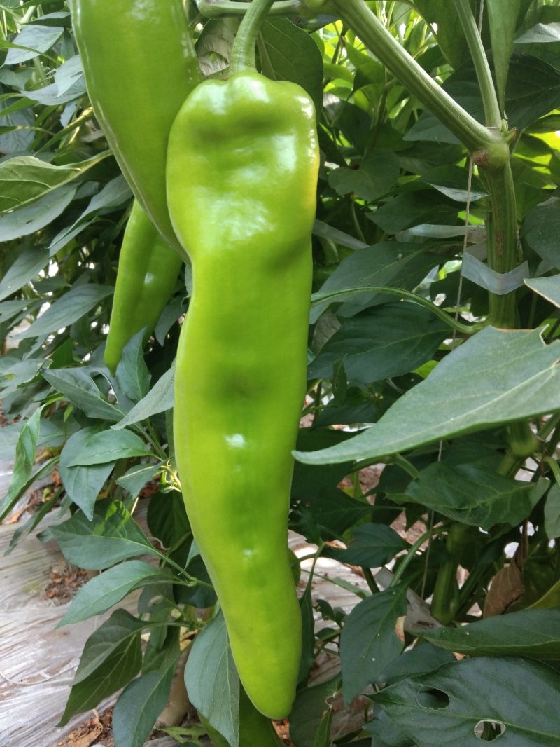大量批发大棚菜椒