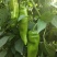 大量批发大棚菜椒