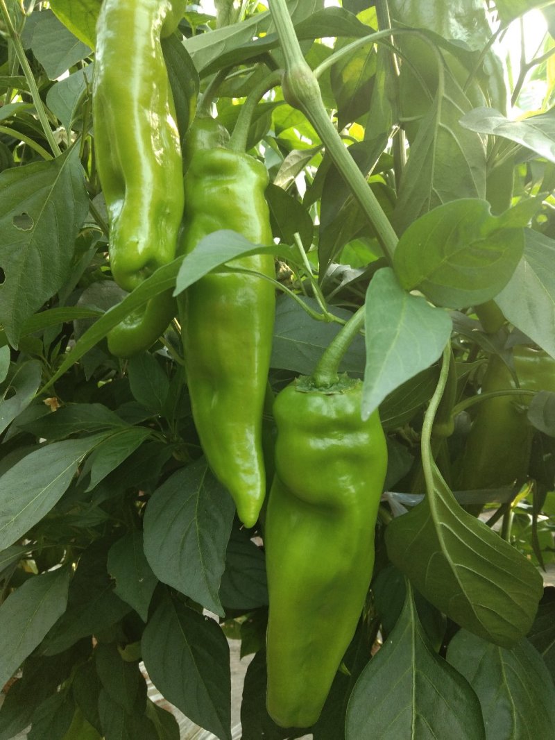 大量批发大棚菜椒