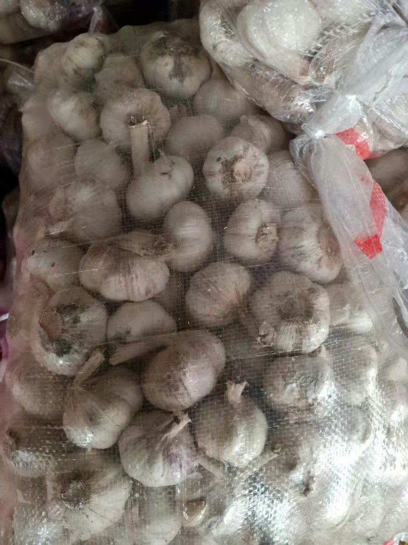 大混级，红皮早熟蒜