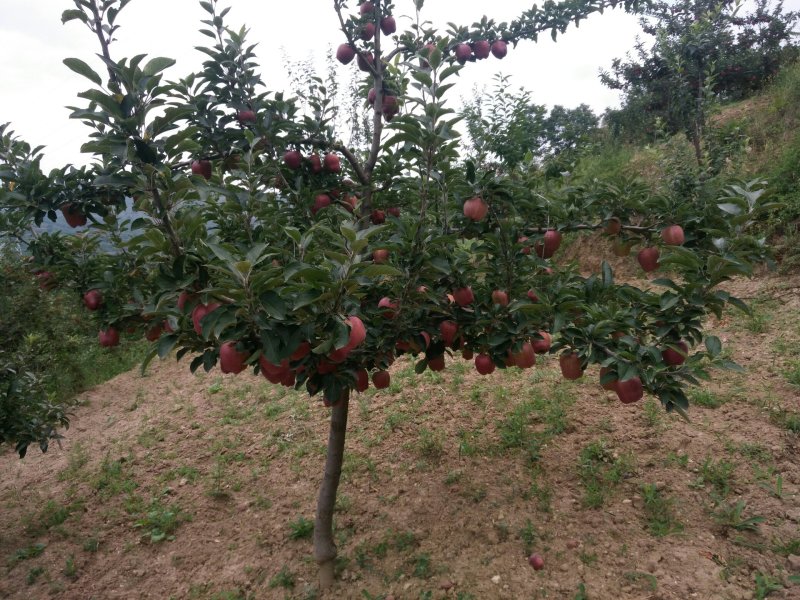 甘肃省天水市麦积区花牛苹果代收代办