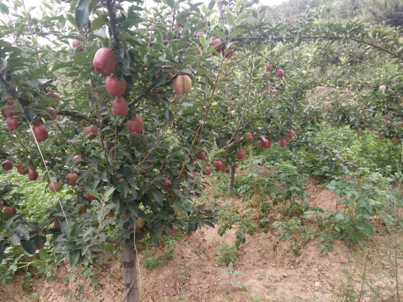 甘肃省天水市麦积区花牛苹果代收代办