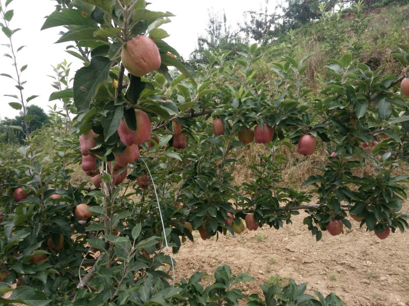 甘肃省天水市麦积区花牛苹果代收代办