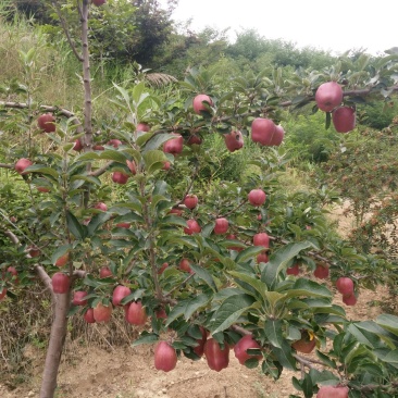 甘肃省天水市麦积区花牛苹果代收代办