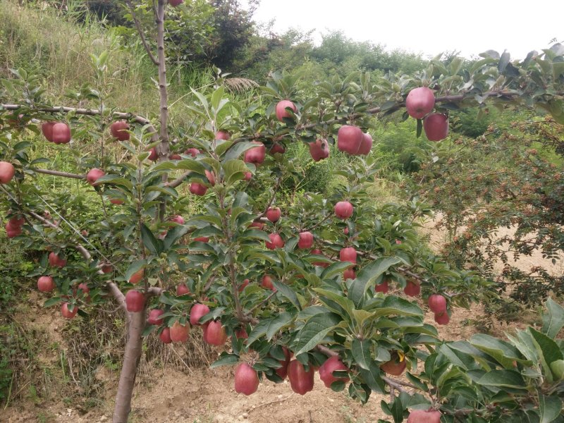 甘肃省天水市麦积区花牛苹果代收代办