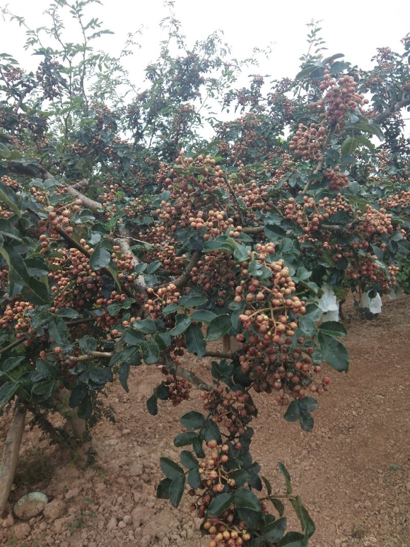 鲜花椒(大红袍)