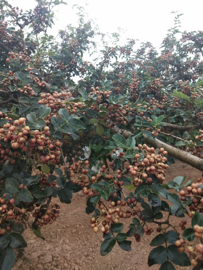 鲜花椒(大红袍)