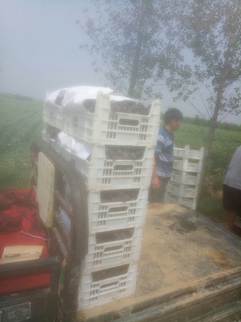 华思维葡萄