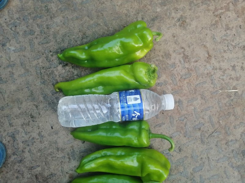 线椒，泡椒，小米椒