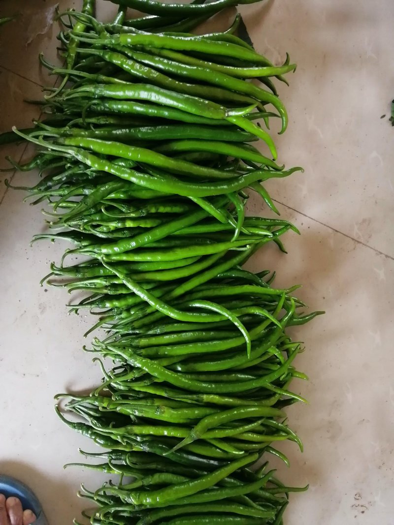 线椒，泡椒，小米椒