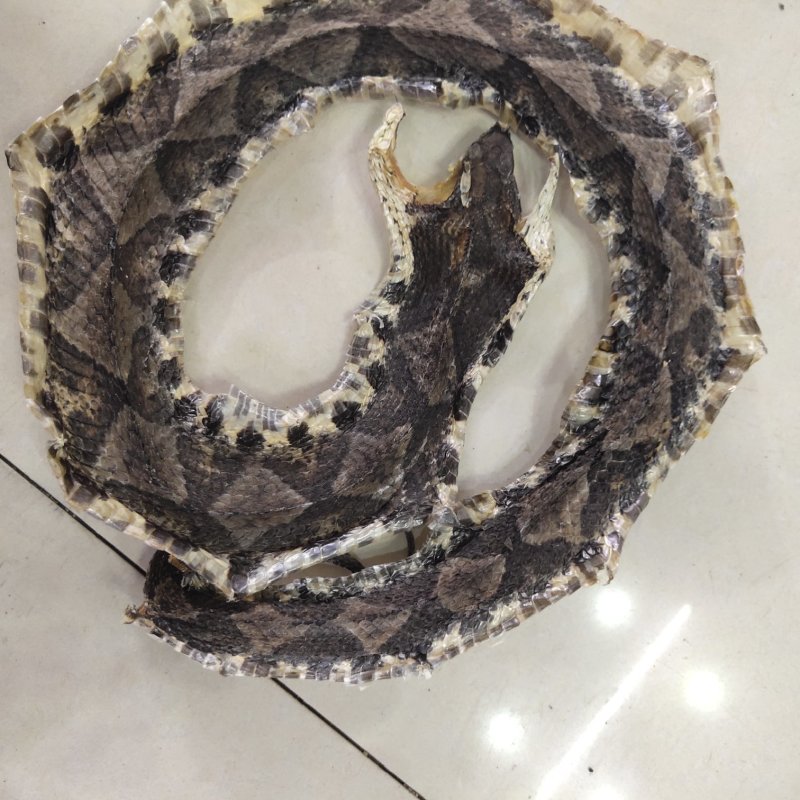 蕲蛇新货全开纯净货关书药材批发中药材规格