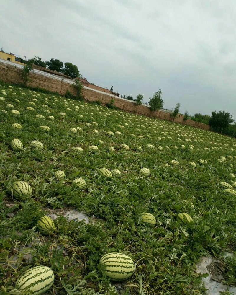 宁夏中卫沙坡头硒砂瓜两毛，金城，金花