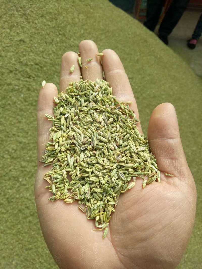 甘肃酒泉新季纯绿小茴香
