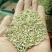 甘肃酒泉新季纯绿小茴香