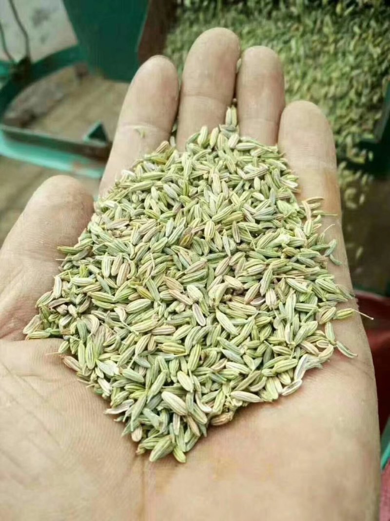甘肃酒泉新季纯绿小茴香