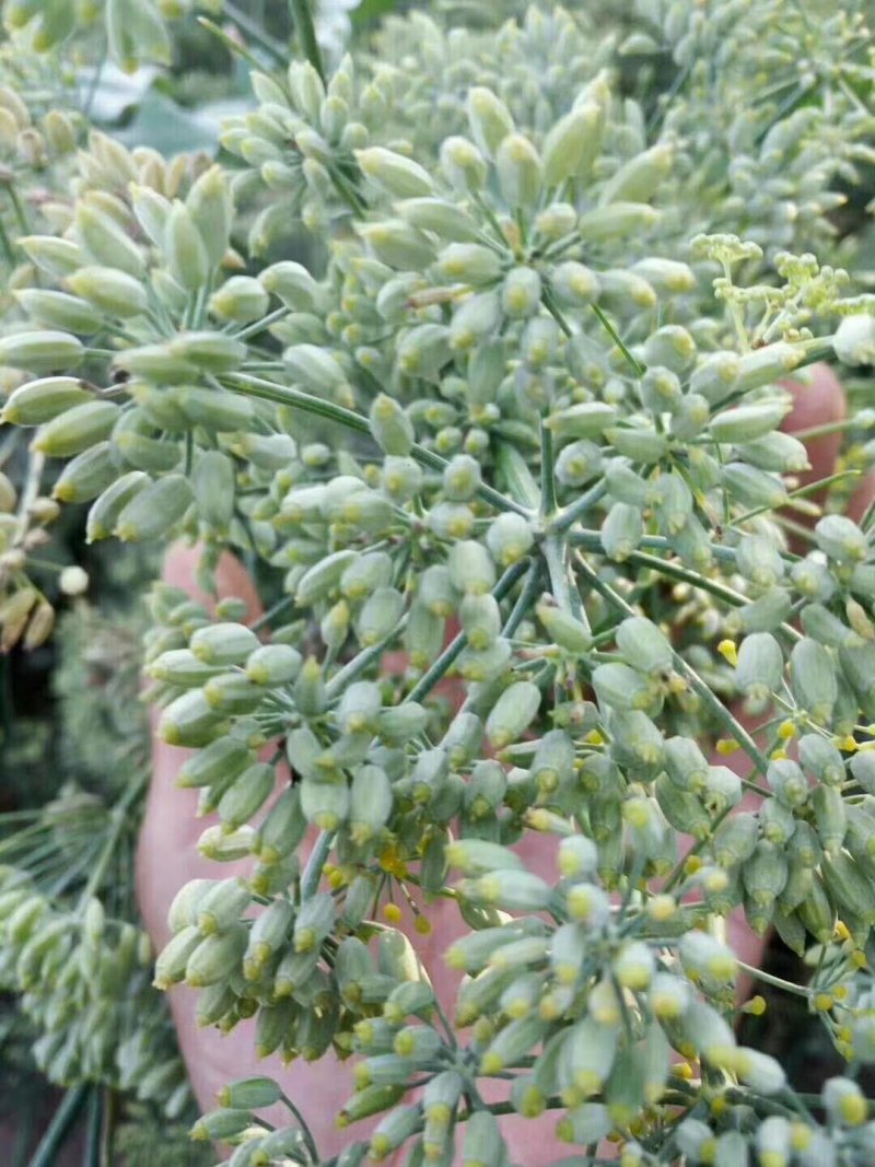 甘肃酒泉新季纯绿小茴香