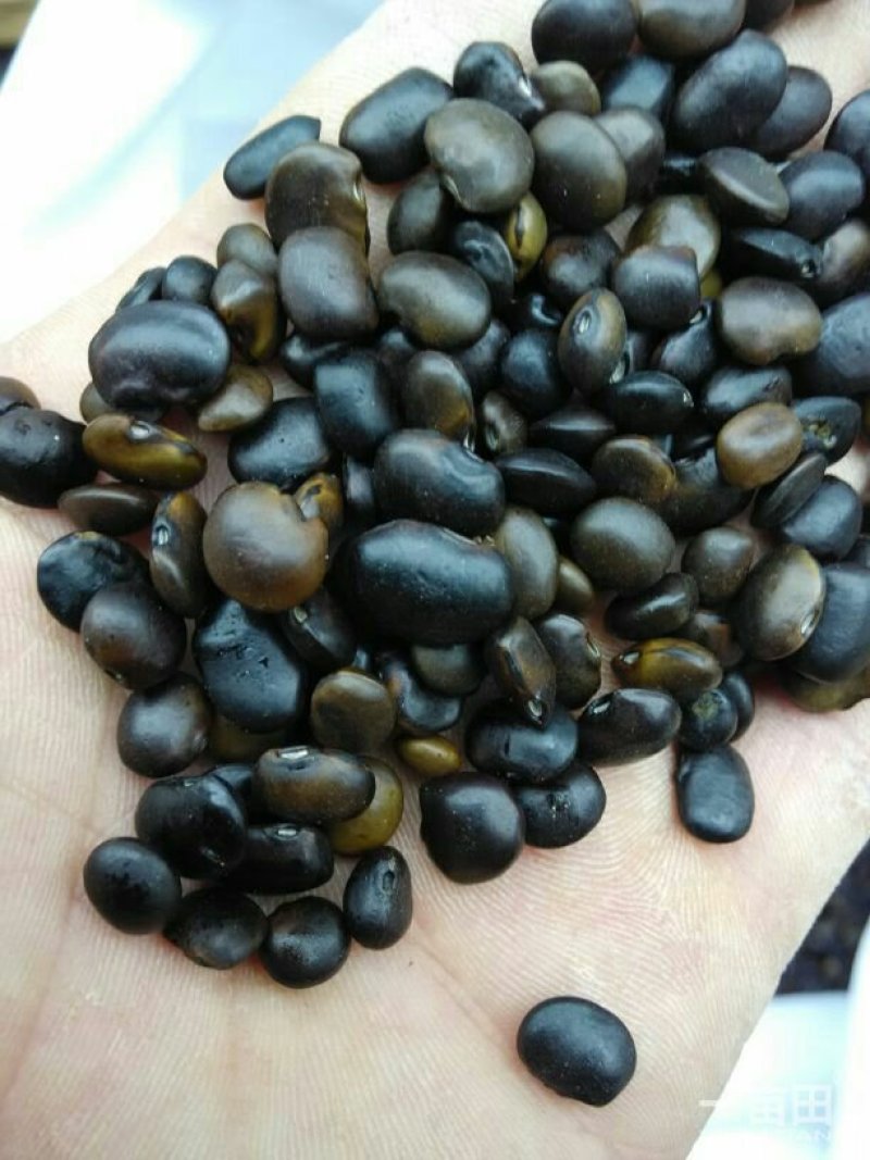 国槐种子，纯新种子，人工挑拣，无杂质发芽率98%以上