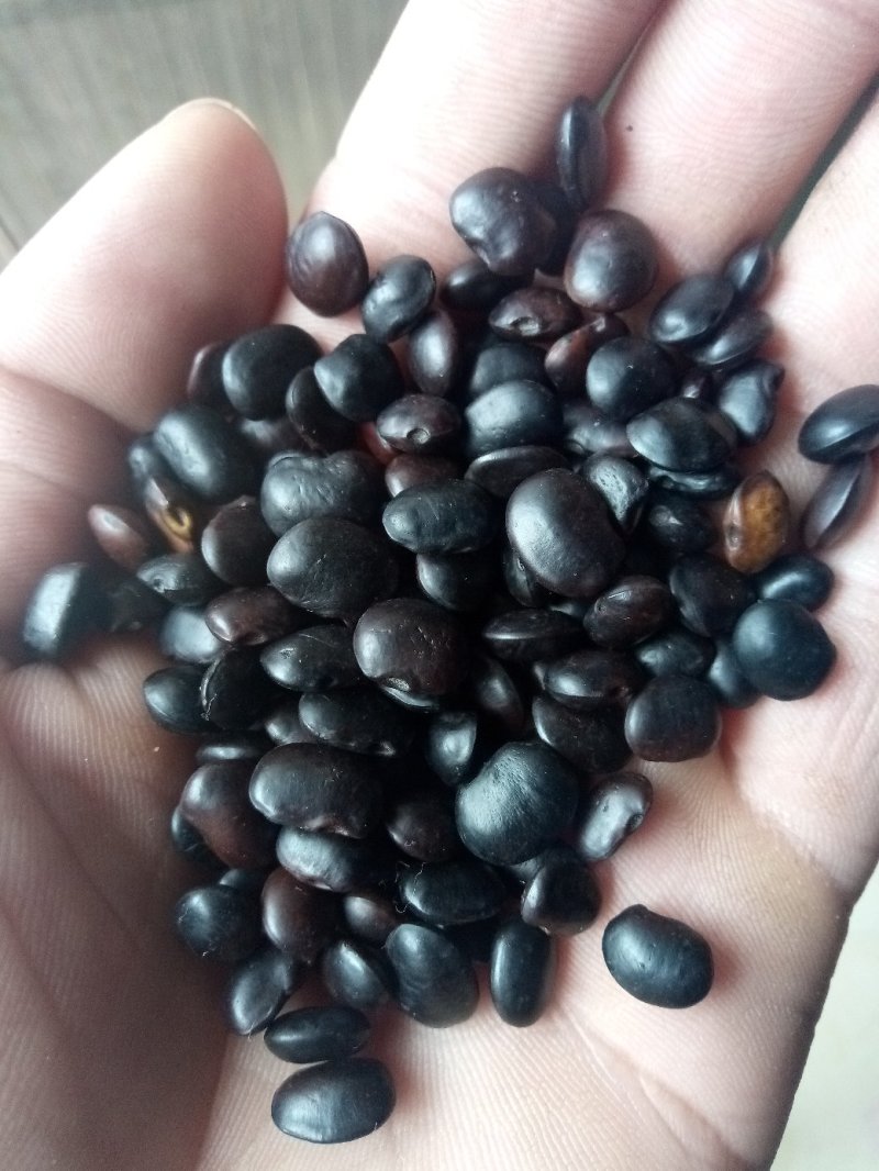 国槐种子，纯新种子，人工挑拣，无杂质发芽率98%以上