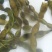 国槐种子，纯新种子，人工挑拣，无杂质发芽率98%以上