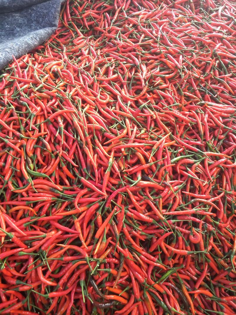 河南商丘，精品，小米辣，朝天椒，艳红大量供应货源充足