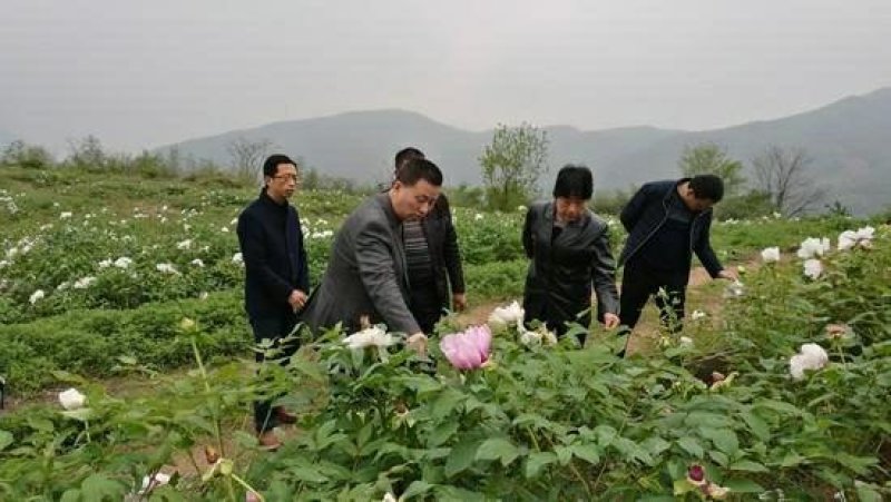 芍药苗，药用芍药苗子，多花芍药苗，保成活，现要现挖