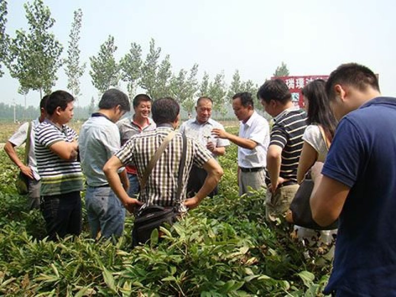 芍药苗，药用芍药苗子，多花芍药苗，保成活，现要现挖