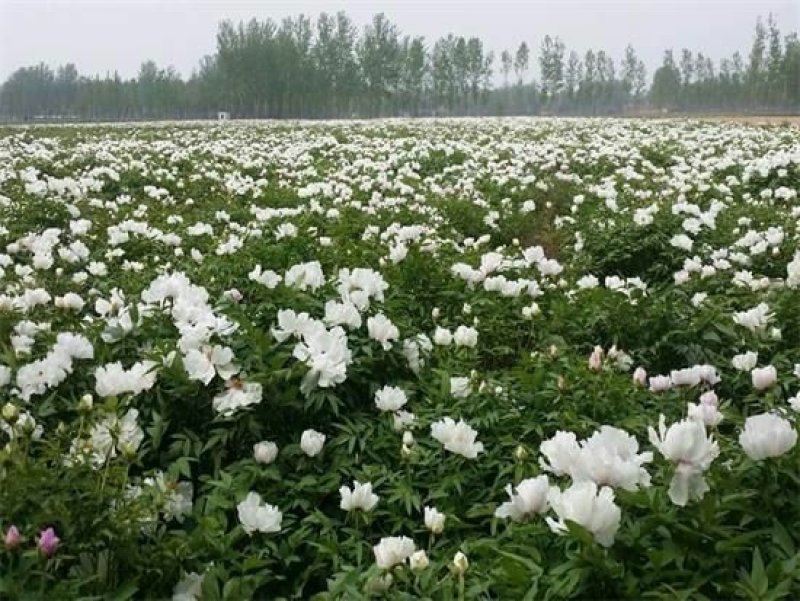 芍药苗，药用芍药苗子，多花芍药苗，保成活，现要现挖