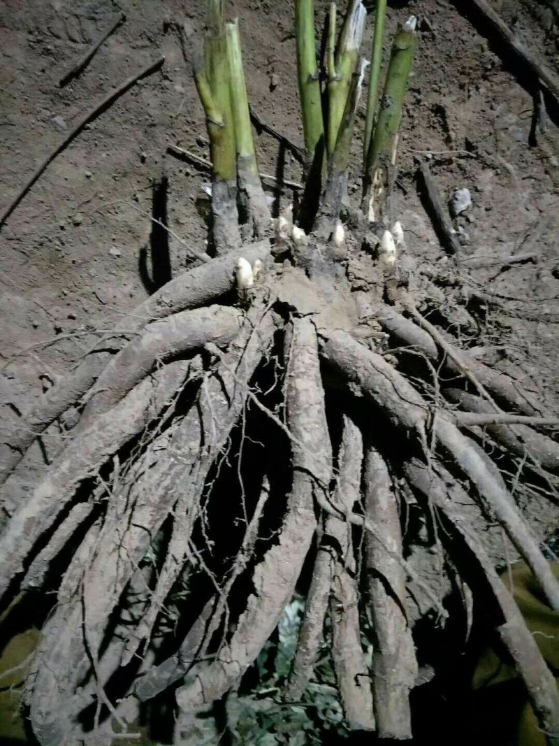 芍药苗，药用芍药苗子，多花芍药苗，保成活，现要现挖