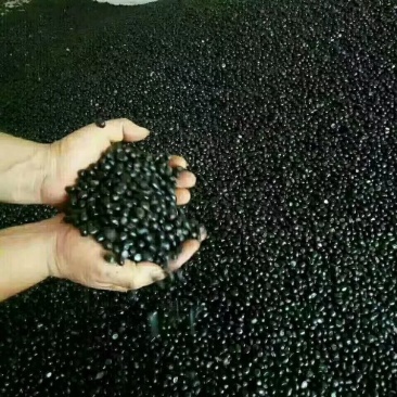 牡丹籽，精品牡丹种子，基地直发，育苗种子人工精选，无杂质