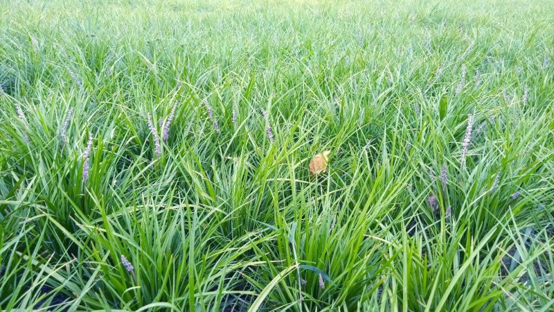 18公分高麦冬草现货随时起苗含土量少供货稳定