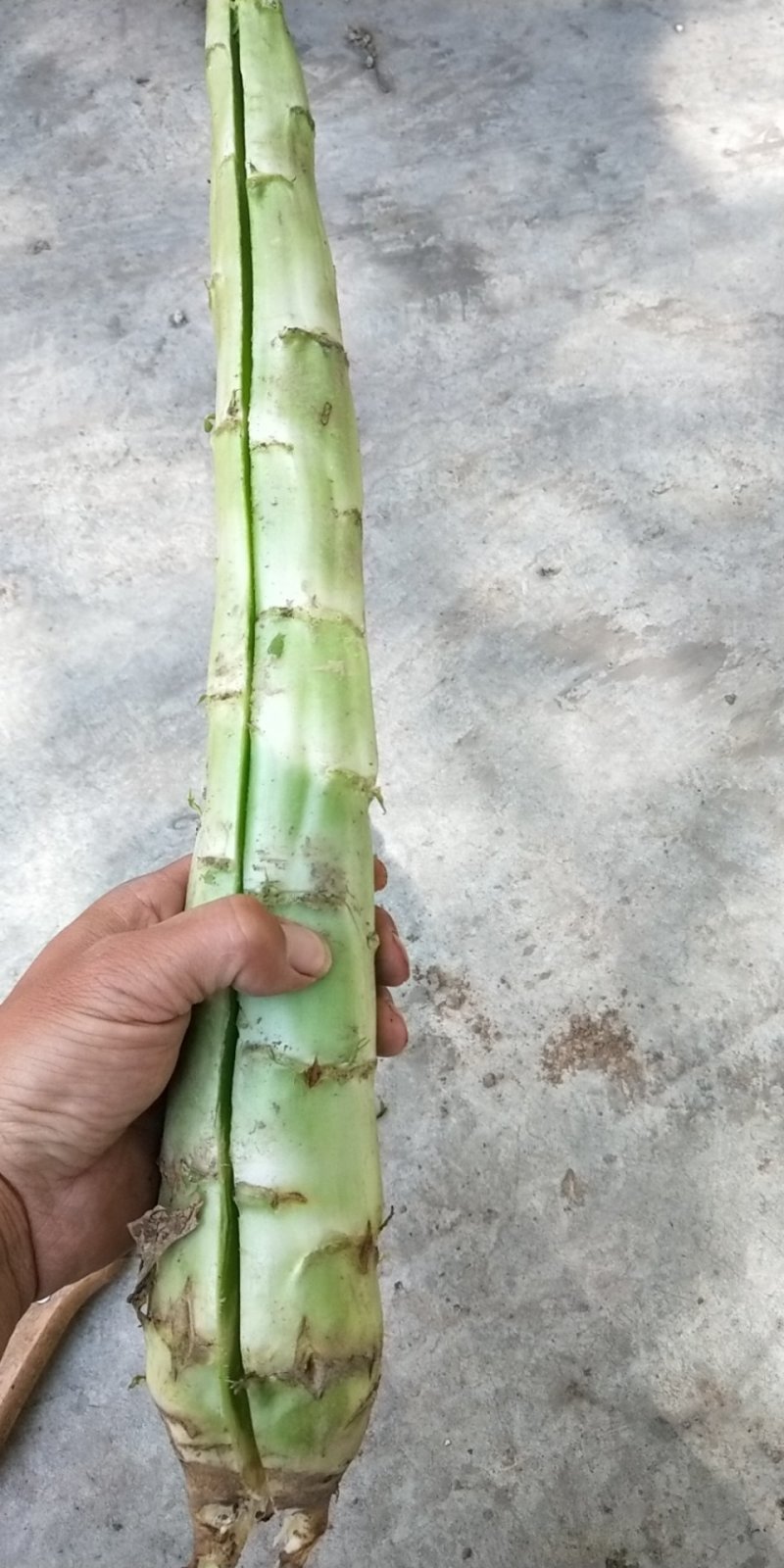 兰州高原夏菜红叶光杆莴笋