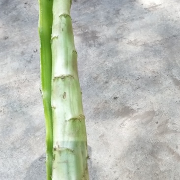 兰州高原夏菜红叶光杆莴笋