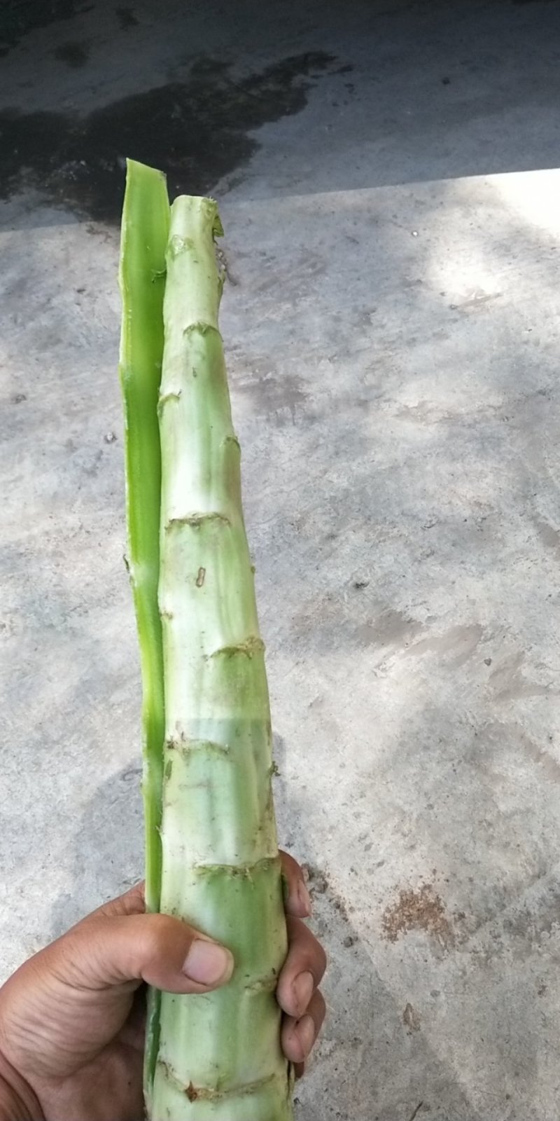 兰州高原夏菜红叶光杆莴笋
