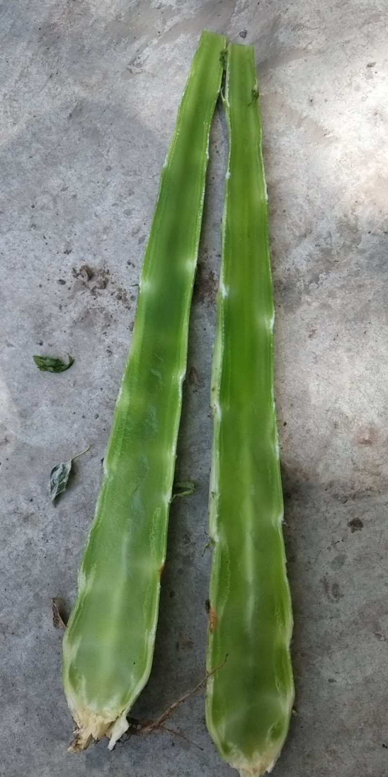 兰州高原夏菜红叶光杆莴笋