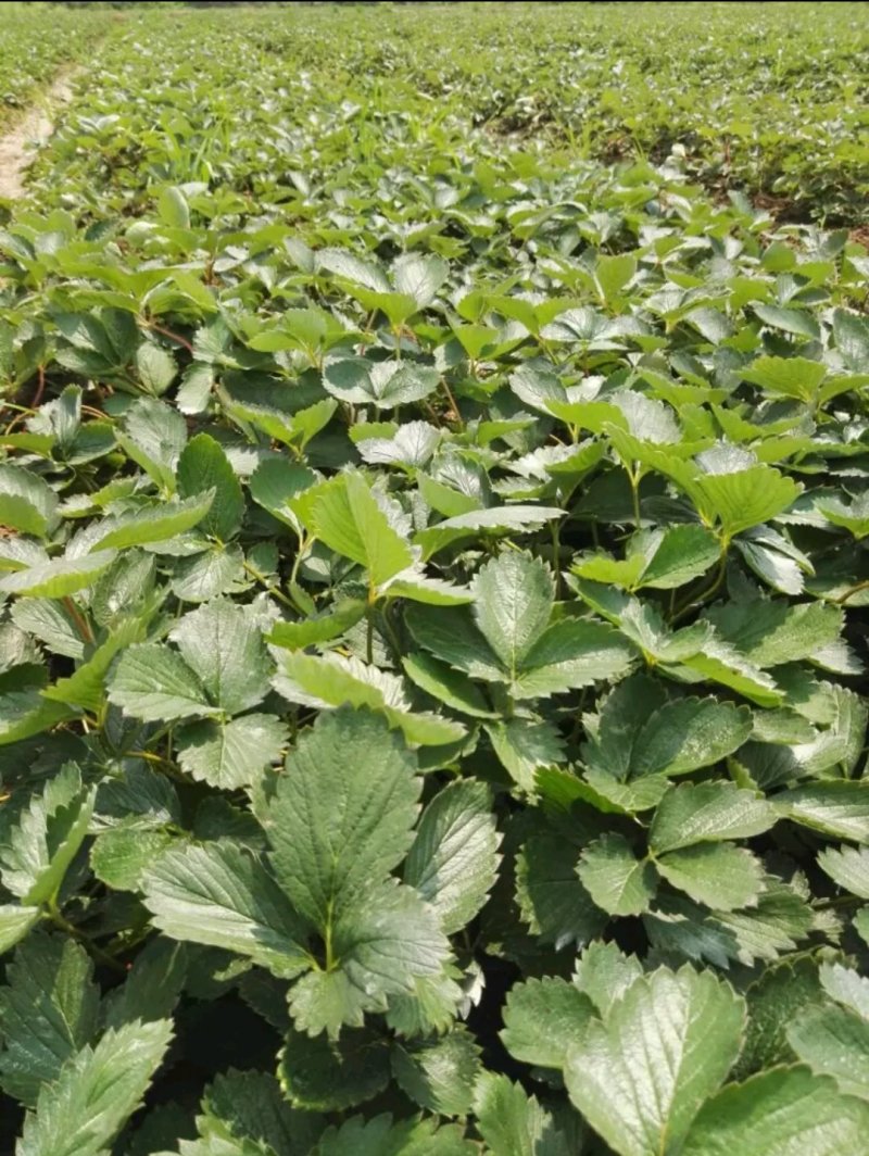 大叶红颜草莓苗【各品种齐全】根壮茎粗&免费技术指导