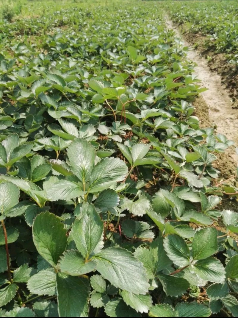 大叶红颜草莓苗【各品种齐全】根壮茎粗&免费技术指导