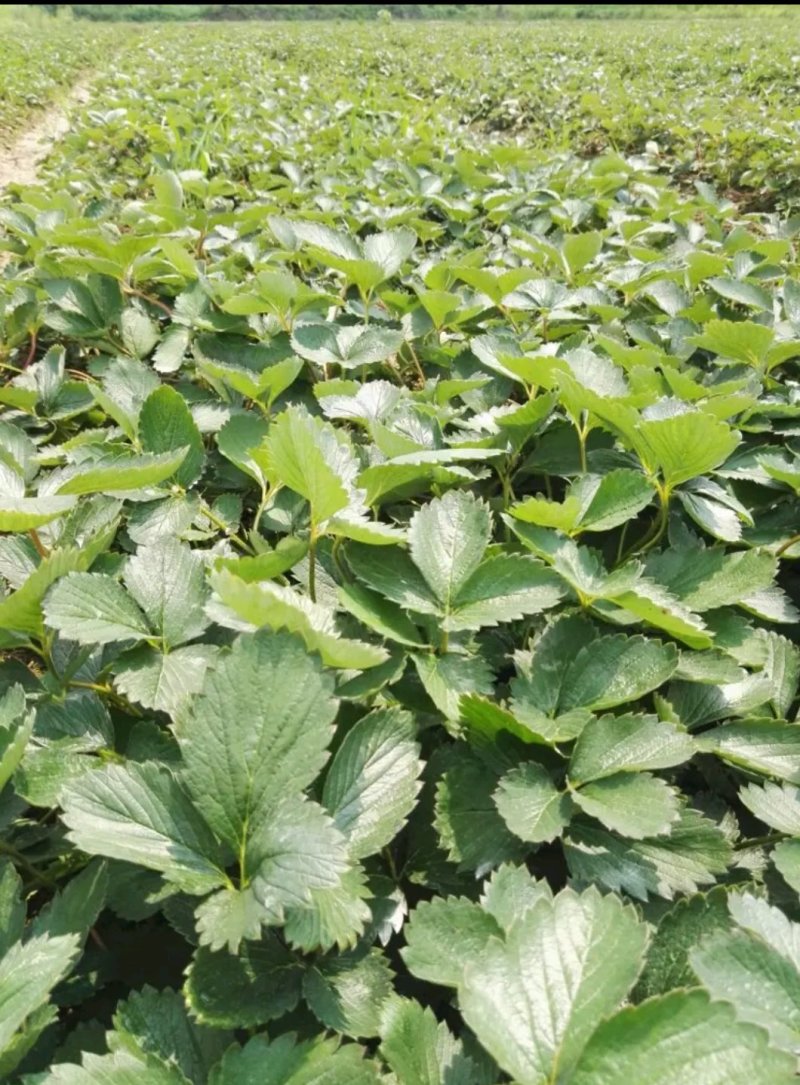 大叶红颜草莓苗【各品种齐全】根壮茎粗&免费技术指导